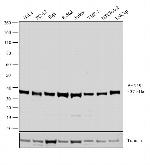 PEX19 Antibody in Western Blot (WB)