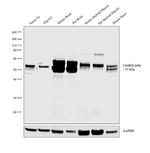 CaMKII delta Antibody in Western Blot (WB)