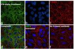 IFIT3 Antibody