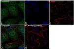 Caspase 9 Antibody in Immunocytochemistry (ICC/IF)