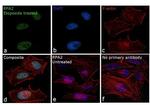 RPA2 Antibody