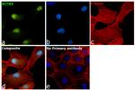 alpha Actinin 4 Antibody in Immunocytochemistry (ICC/IF)