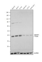 hnRNP C Antibody in Western Blot (WB)