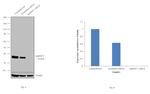 hnRNP C Antibody