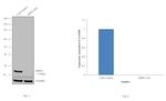 HPRT1 Antibody in Western Blot (WB)