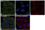 HPRT1 Antibody in Immunocytochemistry (ICC/IF)