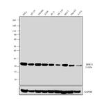 HPRT1 Antibody in Western Blot (WB)