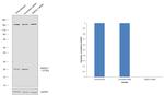 MAD2 Antibody in Western Blot (WB)