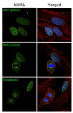 NuMA Antibody