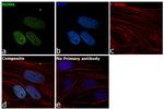 NuMA Antibody in Immunocytochemistry (ICC/IF)