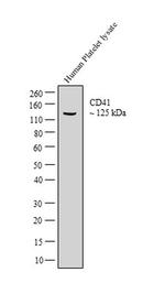 CD41 Antibody in Western Blot (WB)