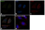 NDUFS1 Antibody in Immunocytochemistry (ICC/IF)