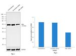 GBA Antibody in Western Blot (WB)