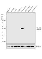 GNAT2 Antibody