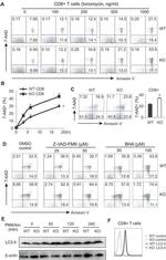 LC3A/LC3B Antibody in Western Blot (WB)