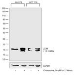 LC3A/LC3B Antibody