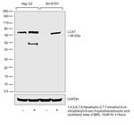 LCAT Antibody