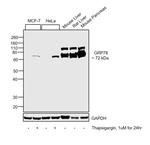 GRP78 Antibody