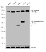 LDLR Antibody in Western Blot (WB)