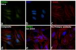 SPHK1 Antibody in Immunocytochemistry (ICC/IF)