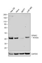 SPHK1 Antibody in Western Blot (WB)