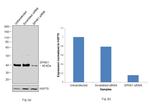 SPHK1 Antibody