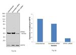 SPHK1 Antibody in Western Blot (WB)