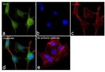 PKM2 Antibody in Immunocytochemistry (ICC/IF)