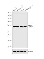 PKM2 Antibody in Western Blot (WB)