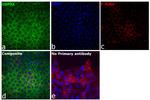 USP9X Antibody in Immunocytochemistry (ICC/IF)