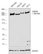 USP9X Antibody in Western Blot (WB)