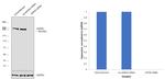 USP9X Antibody in Western Blot (WB)