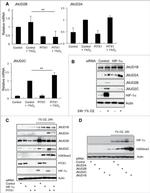 JMJD2C Antibody in Western Blot (WB)