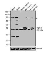 TGN46 Antibody in Western Blot (WB)