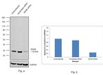 SDHB Antibody