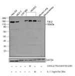 TEK Antibody in Western Blot (WB)