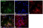 LAMTOR1 Antibody in Immunocytochemistry (ICC/IF)