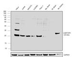 LAMTOR1 Antibody in Western Blot (WB)