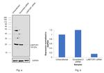 LAMTOR1 Antibody in Western Blot (WB)