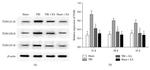 TLR4 Antibody in Western Blot (WB)