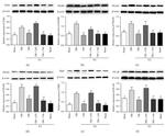 TLR4 Antibody in Western Blot (WB)