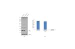 RAB7 Antibody in Western Blot (WB)