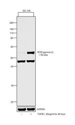 ROR gamma Antibody