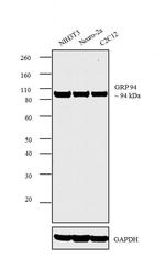 GRP94 Antibody in Western Blot (WB)