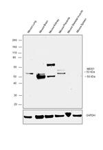 MEIS1 Antibody in Western Blot (WB)