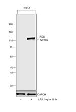 RIG-I Antibody in Western Blot (WB)