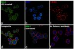 RIG-I Antibody