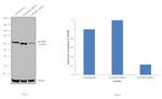 IGF2BP1 Antibody in Western Blot (WB)