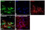 SUMO1 Antibody in Immunocytochemistry (ICC/IF)