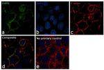 EGFR Antibody in Immunocytochemistry (ICC/IF)